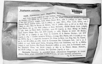 Image of Ionaspis lacustris